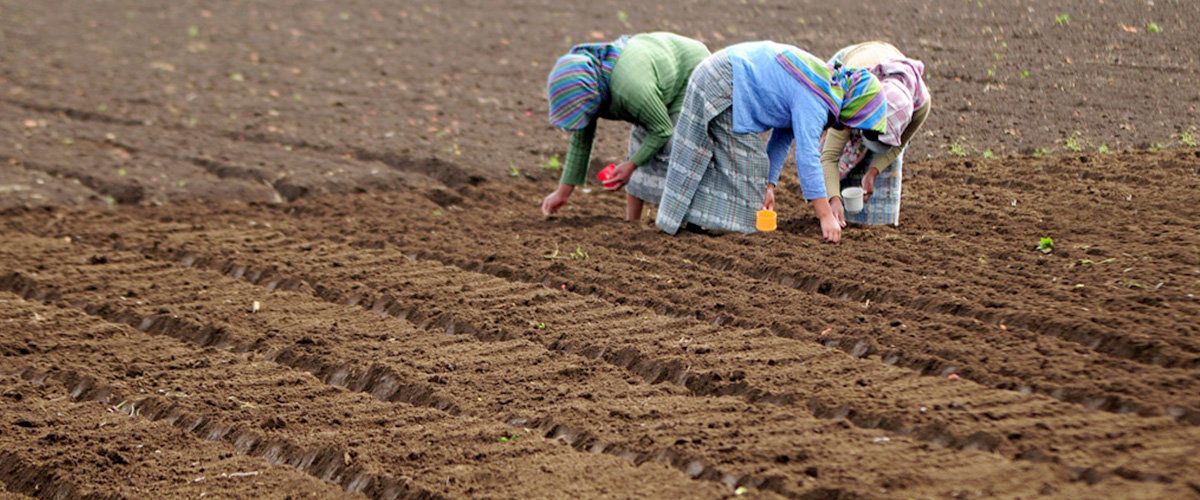 Mujeres sembrando en las tierras de labranza de Chimaltenango, en Guatemala. Foto Banco Mundial/Maria Fleischmann.