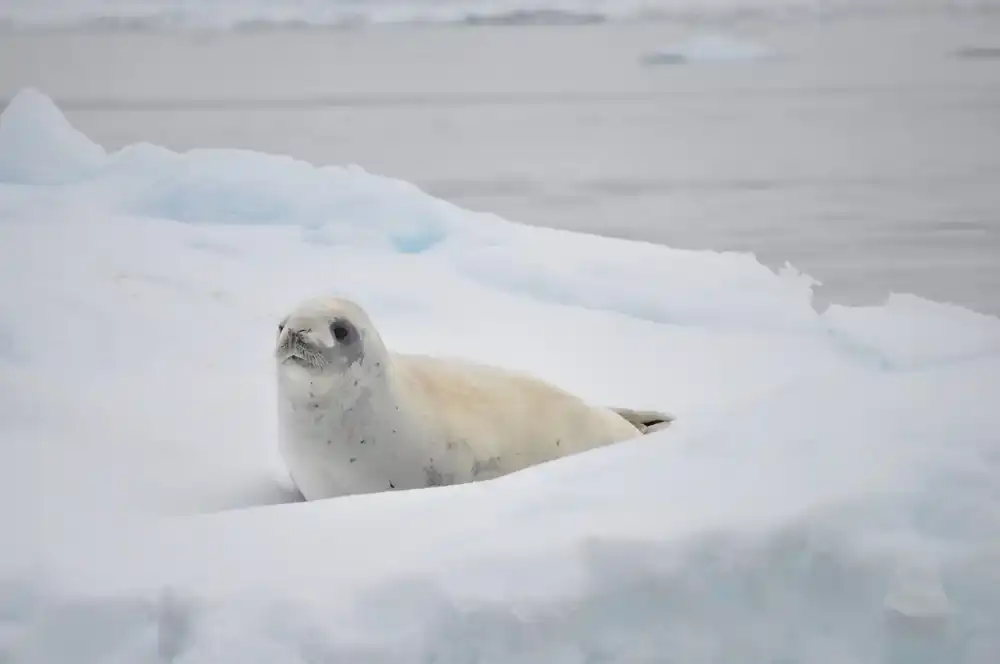 Imagen de una foca en la nieve antártica