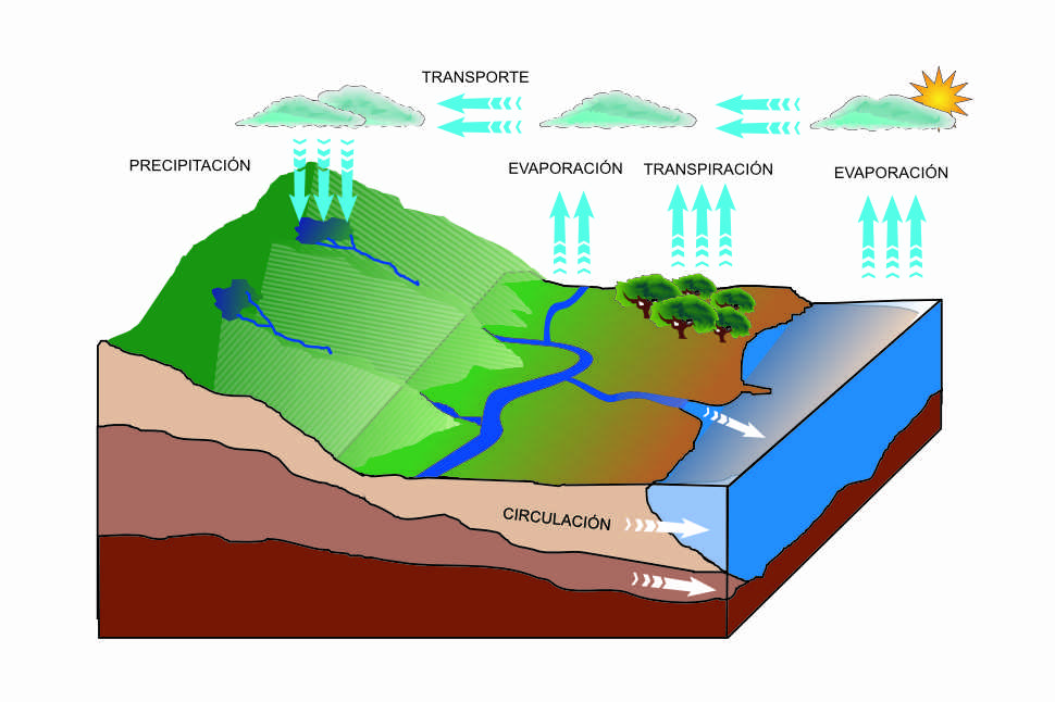 Gráfico en el que se describe el ciclo del agua con sus pasos. Evaporación, transpiración, transporte, precipitción y circulación, de nuevo al mar para su evaporación.