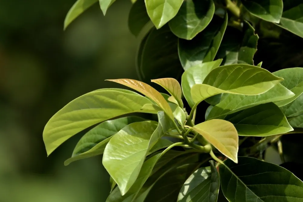 Las hojas de un arbol